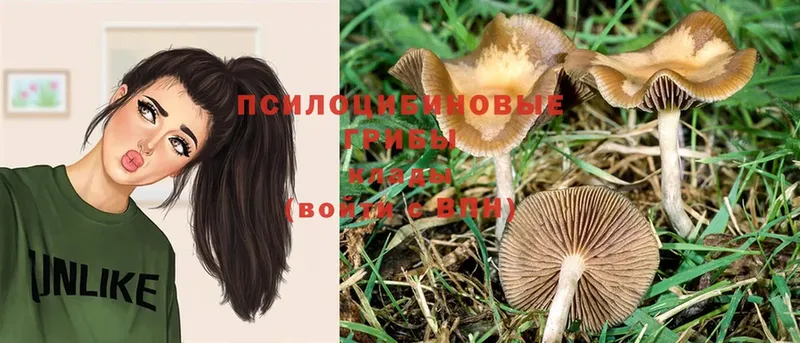 Галлюциногенные грибы Psilocybe Бежецк